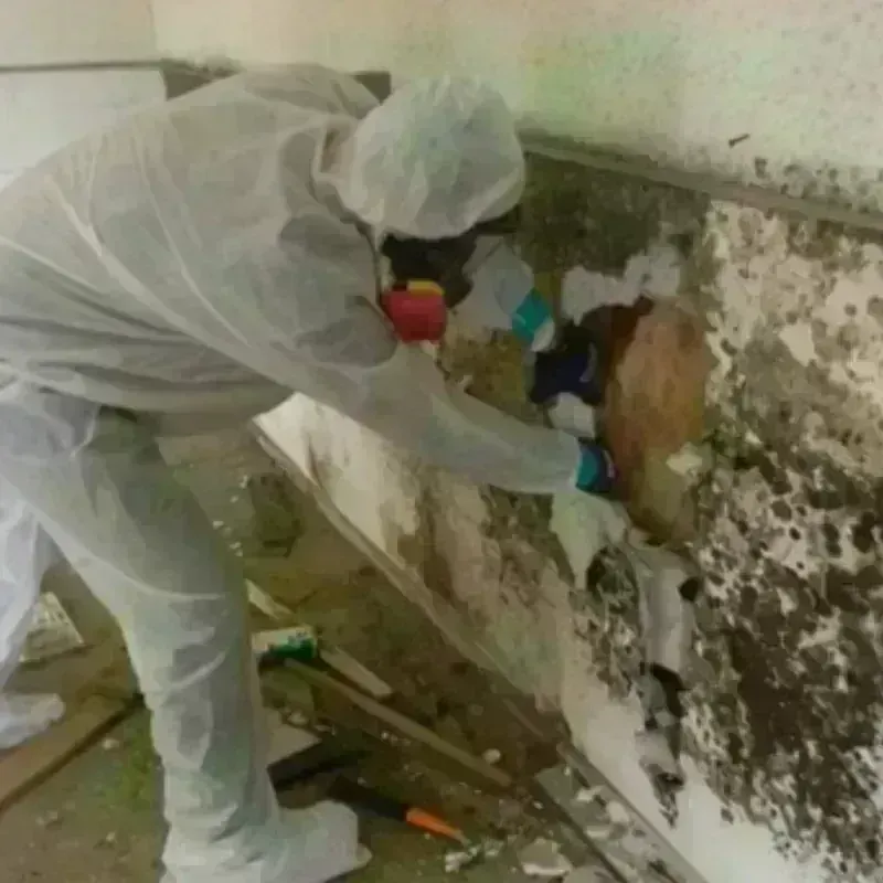 Mold Remediation and Removal in Broomfield County, CO